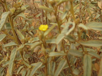 Melhania Plant