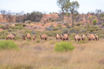 Camels