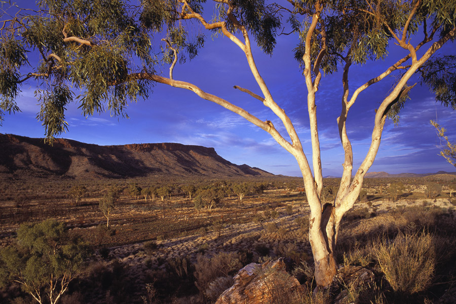 Tree in Desert