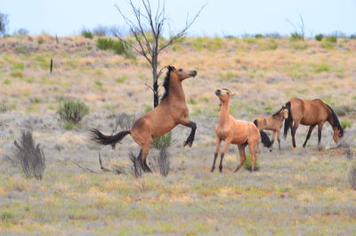 Wild Horses